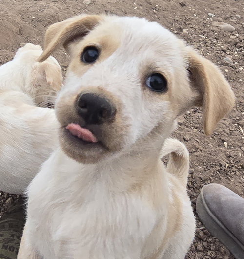 **FOREST -Please read bio, an adoptable Australian Shepherd in Peralta, NM