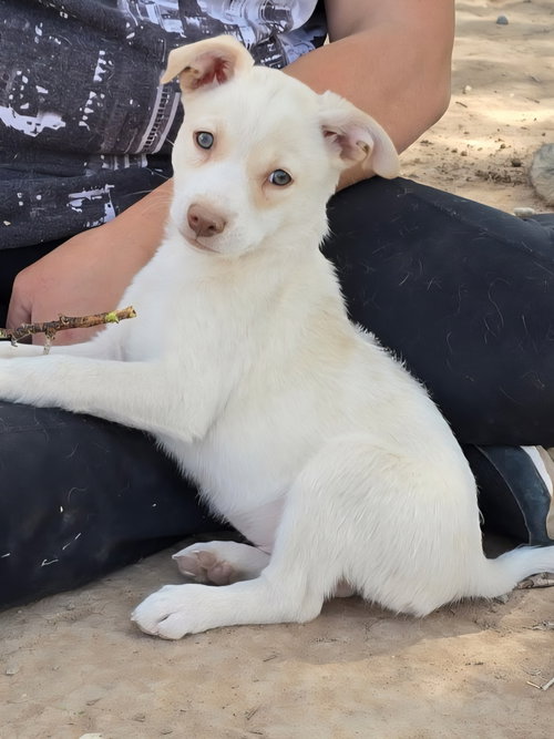 **CANYON, an adoptable Australian Shepherd in Peralta, NM