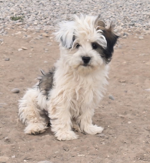**Trinket - Read bio below