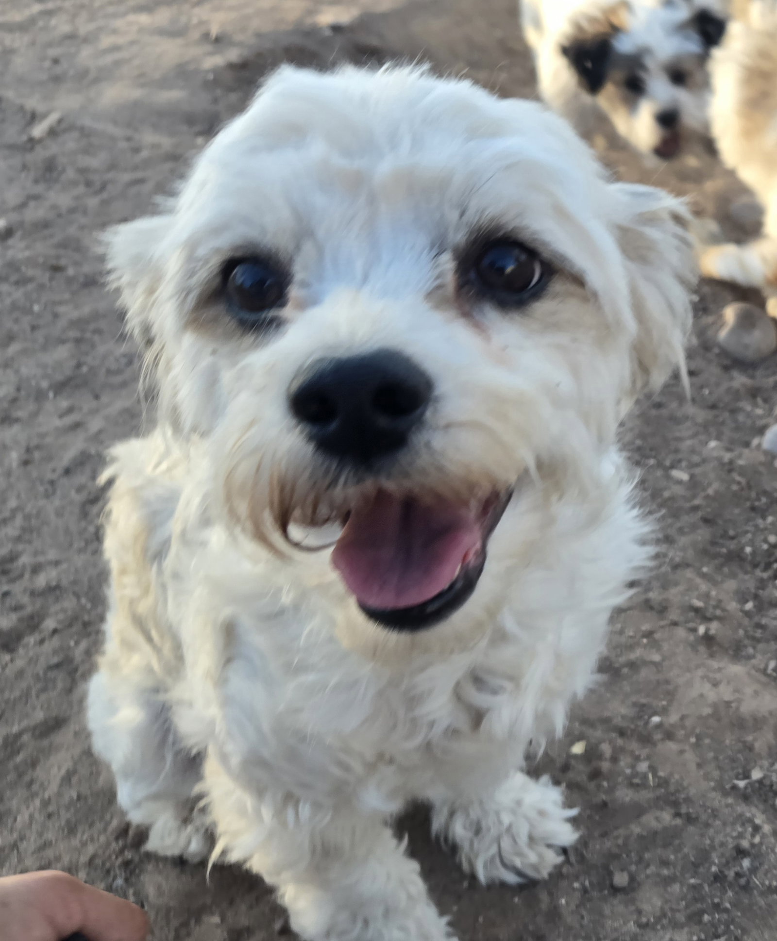 **LOLA - Read Bio Below