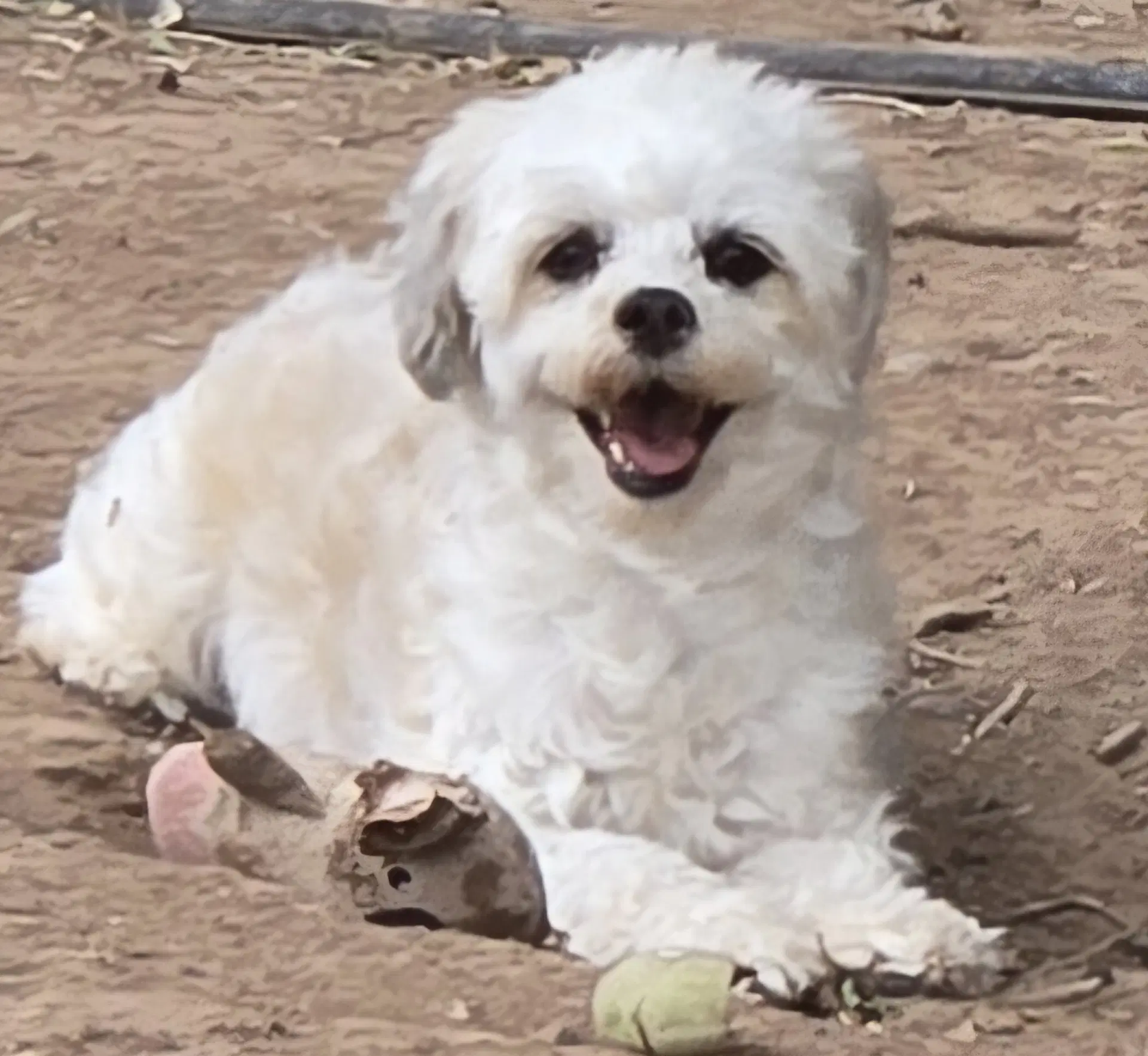 Lola - Read Bio Below - Poodle (Miniature)