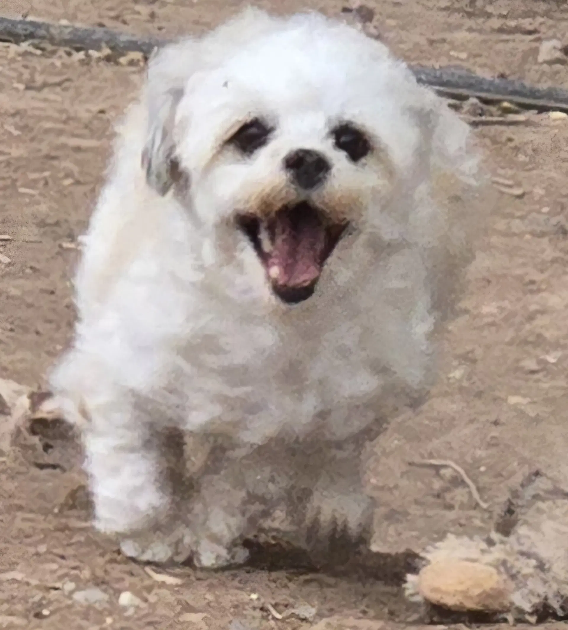 Lola - Read Bio Below image 4