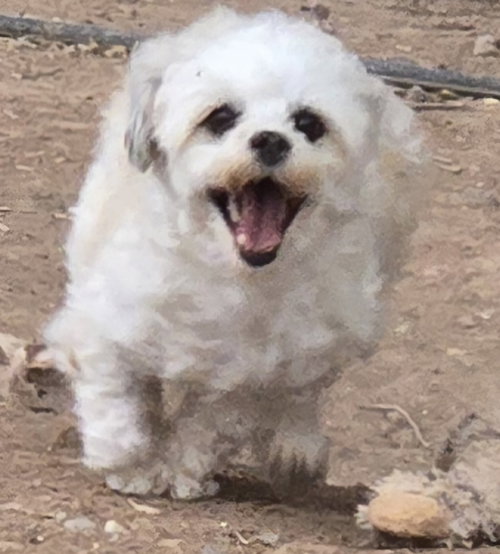 Photo 4 of **LOLA - Read Bio Below