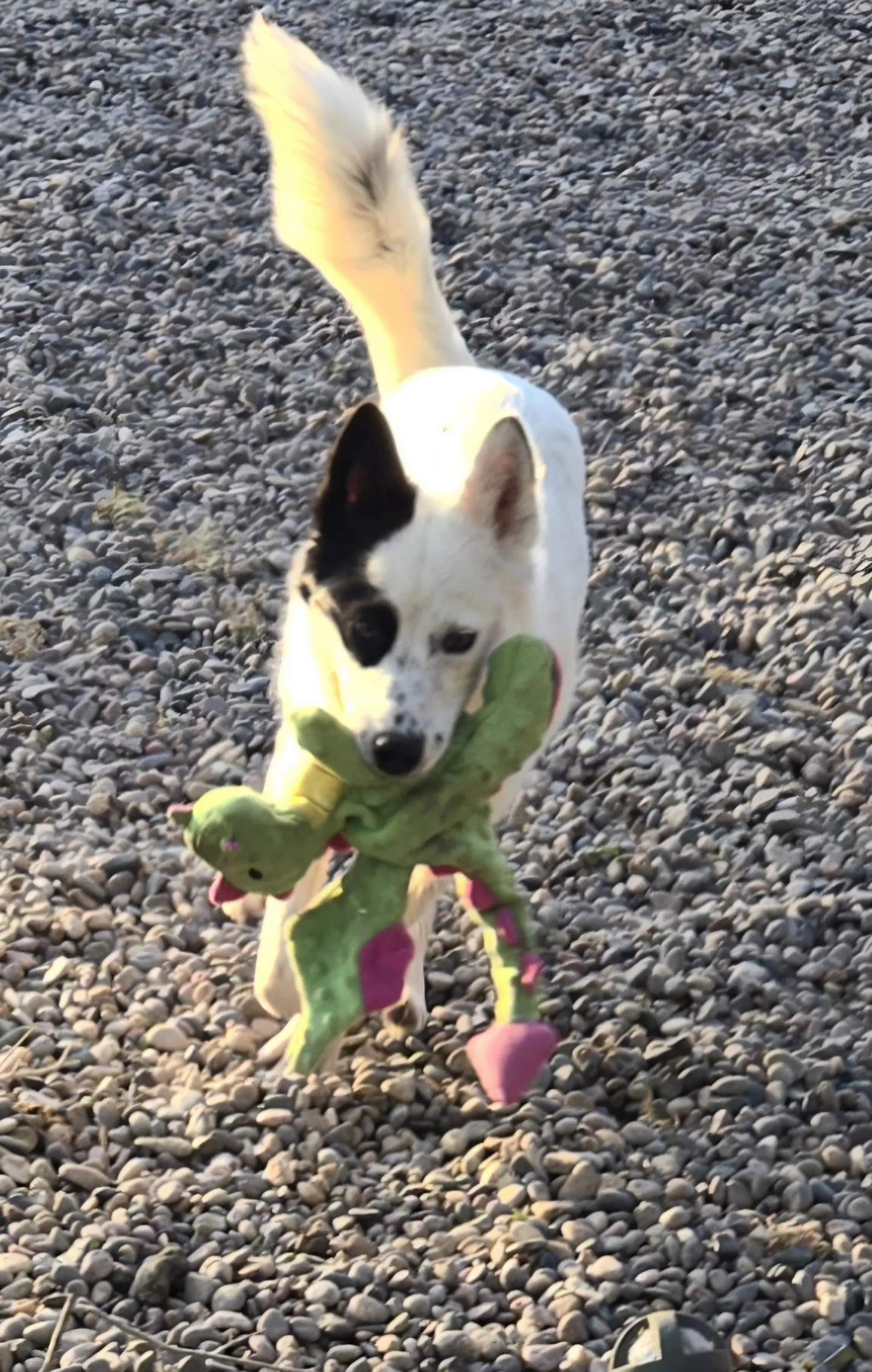 Bandit image 2