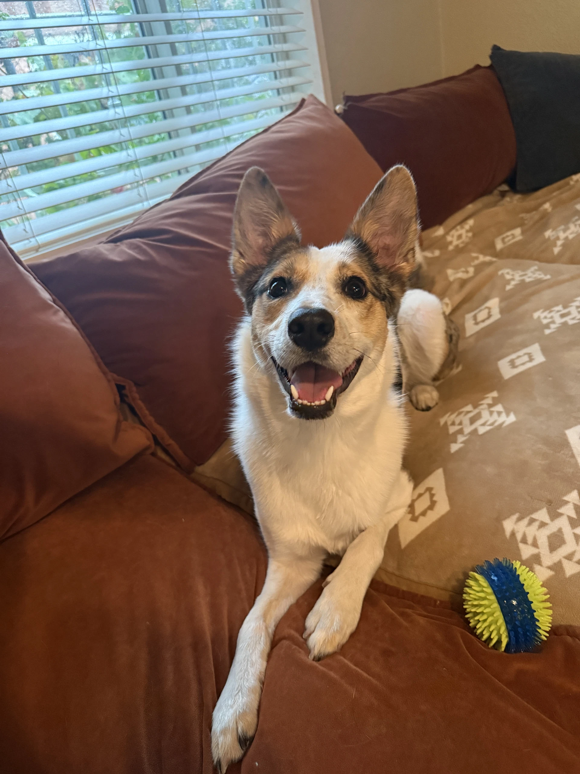 Nova