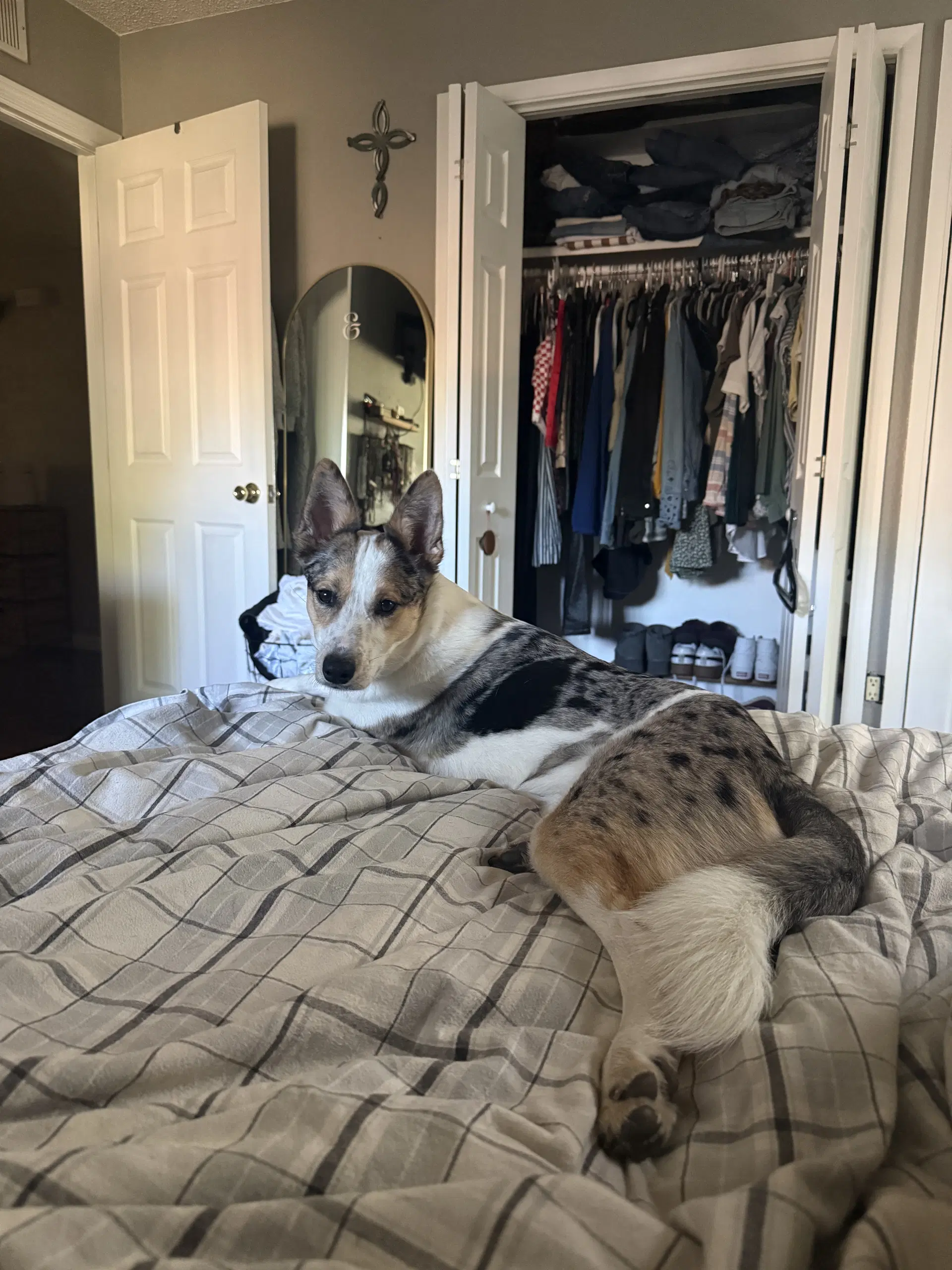 Nova image 2