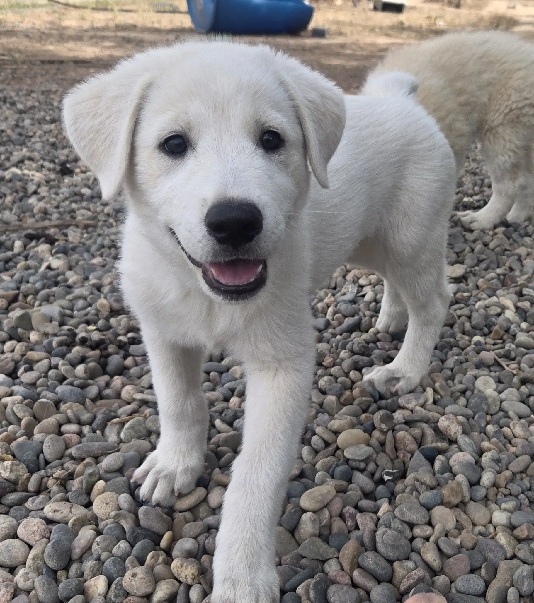 Latte - Great Pyrenees