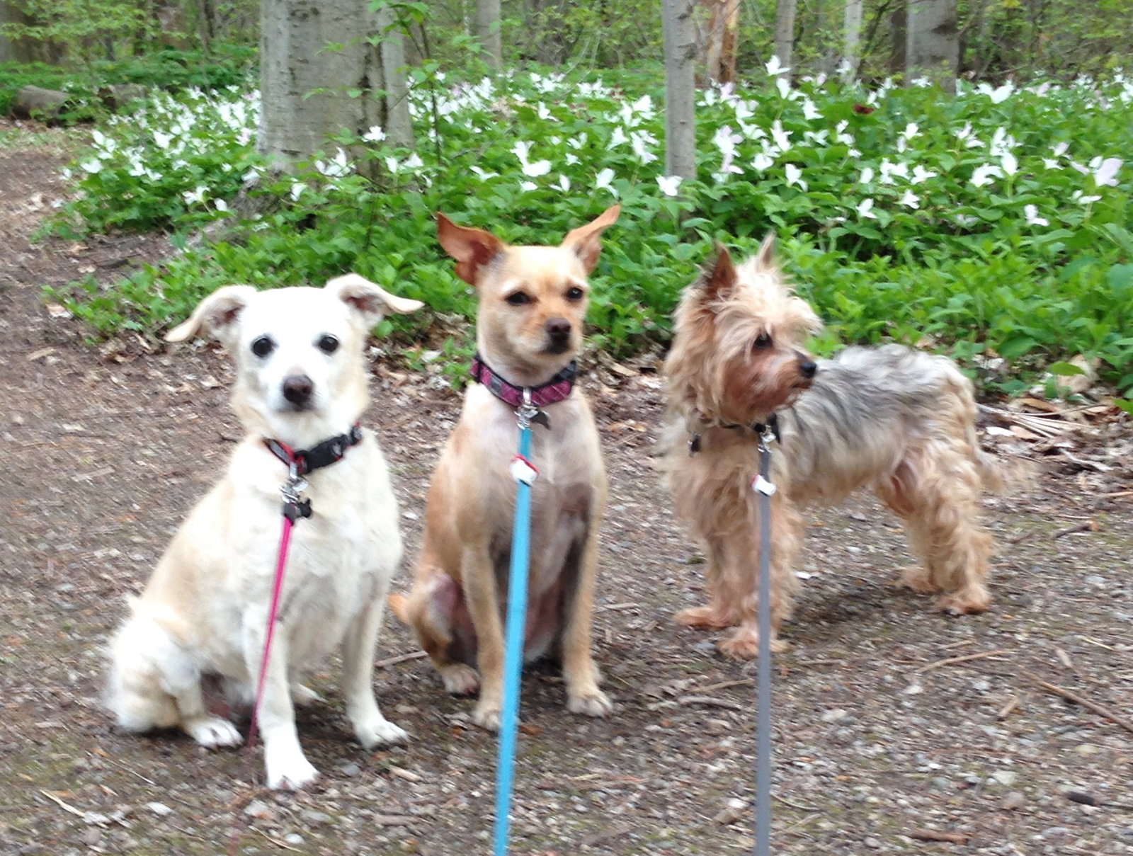 Dog for Adoption Tiny 3143, a Yorkshire Terrier Yorkie in Lowville