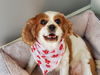 adoptable Dog in  named Peaches 4280