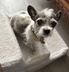 adoptable Dog in  named Rosie