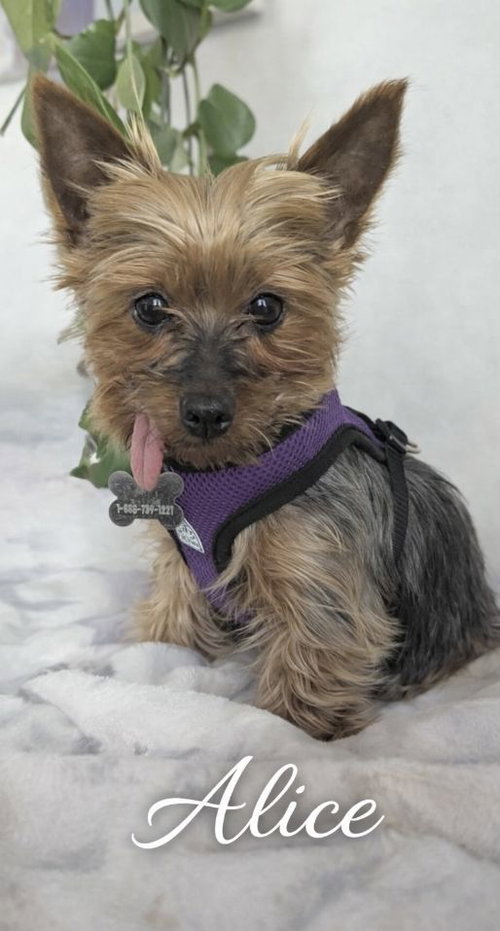 Alice 4500, an adoptable Yorkshire Terrier Yorkie in Pickering, ON