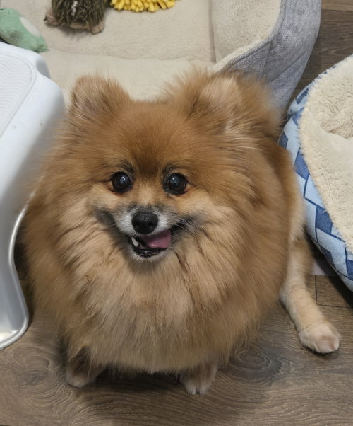 Dolly 4463, an adoptable Pomeranian in Pickering, ON