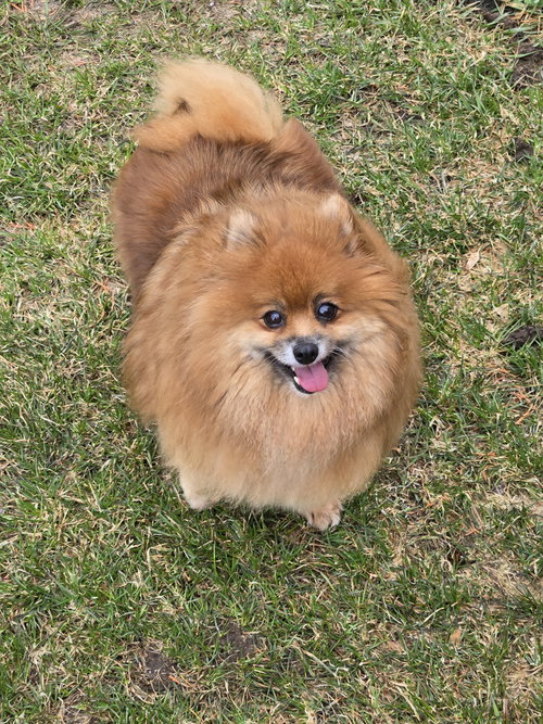 Dolly 4463, an adoptable Pomeranian in Pickering, ON