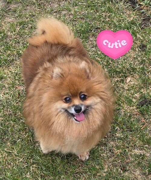 Dolly 4463, an adoptable Pomeranian in Pickering, ON