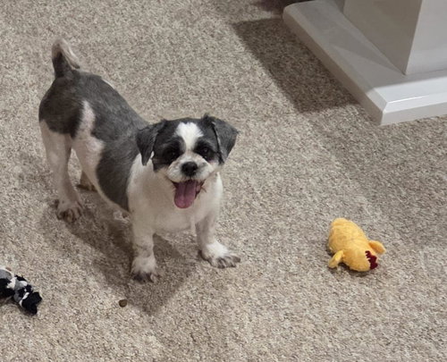 April 4424, an adoptable Shih Tzu in Pickering, ON