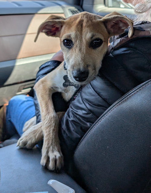 Willow 4461, an adoptable Rat Terrier in Pickering, ON
