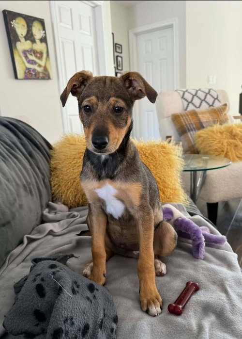 Benedict 4414, an adoptable Miniature Pinscher in Pickering, ON