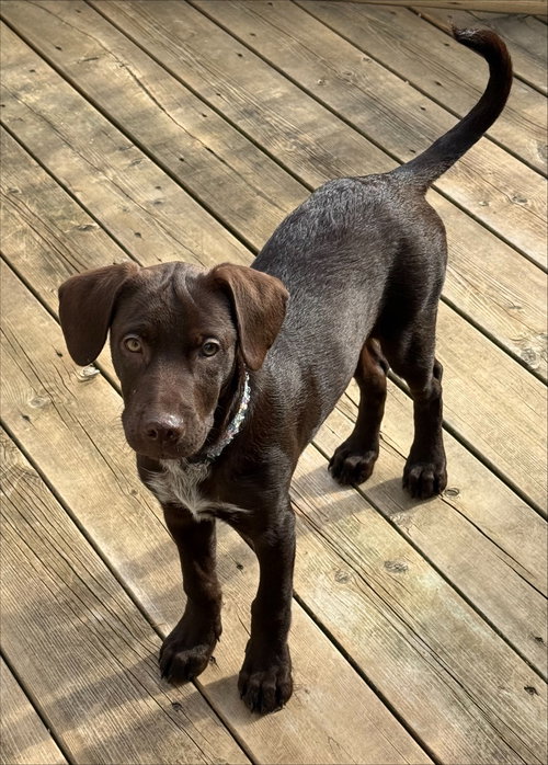 Penny 4452, an adoptable Labrador Retriever in Pickering, ON
