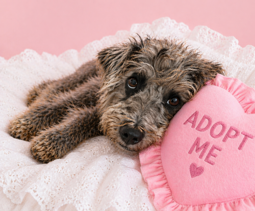 Wednesday 4419, an adoptable Poodle in Pickering, ON