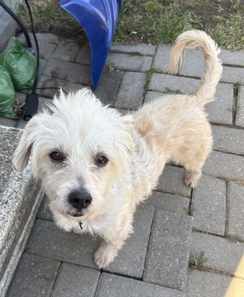 Gus 4250, an adoptable West Highland White Terrier Westie in Pickering, ON