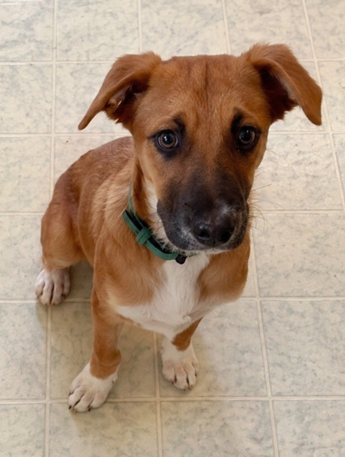 Gracie 4291, an adoptable Labrador Retriever in Pickering, ON