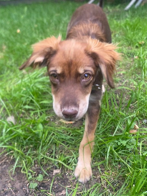 Arya 4262, an adoptable Spaniel in Pickering, ON