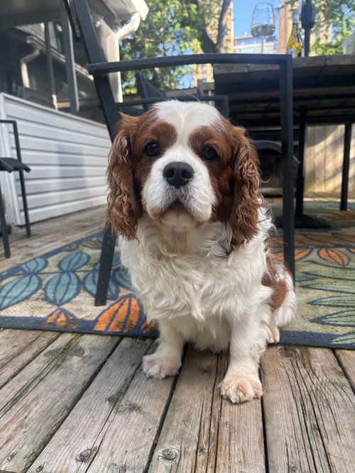 Bodhi 4442, an adoptable Cavalier King Charles Spaniel in Pickering, ON