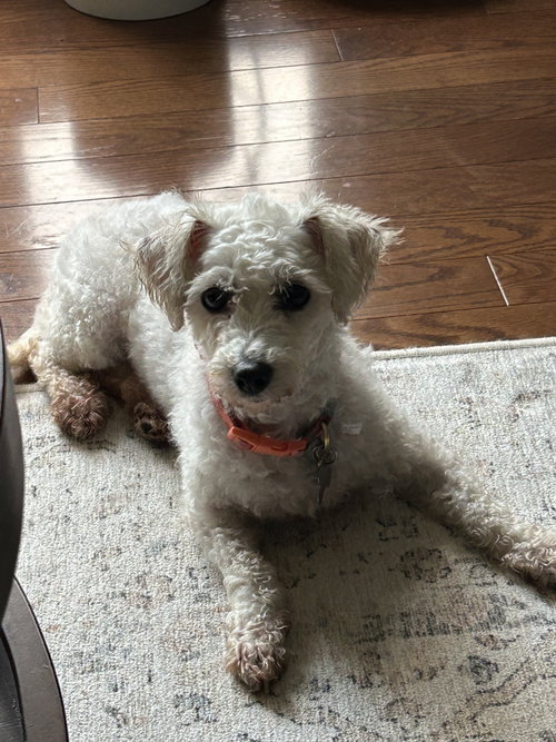 Pennie 4850, a dog for adoption from LOYAL Rescue