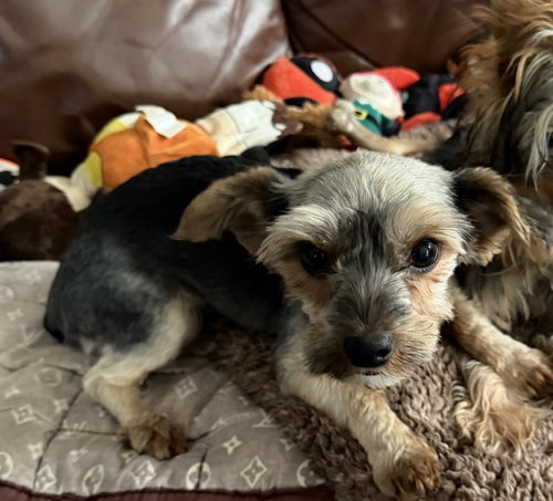 Cookie3786, a dog for adoption from LOYAL Rescue