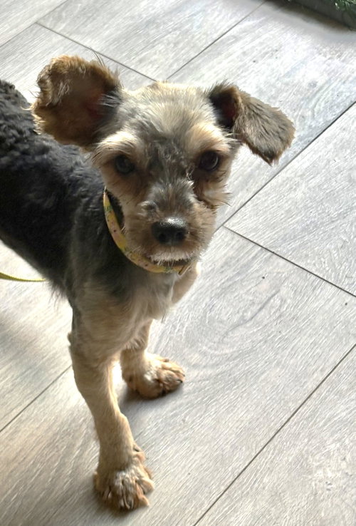 Photo 2 of Cookie3786