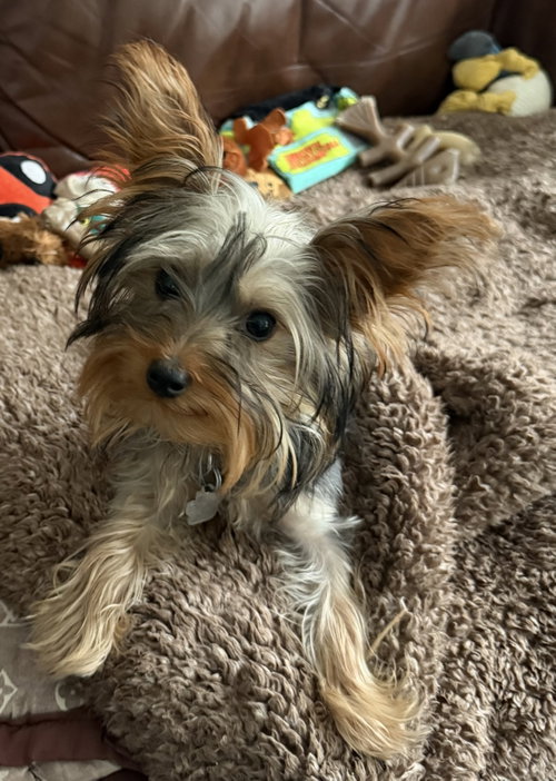 Johnnie 3784, a dog for adoption from LOYAL Rescue
