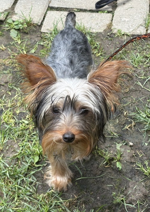 Photo 2 of Johnnie 3784