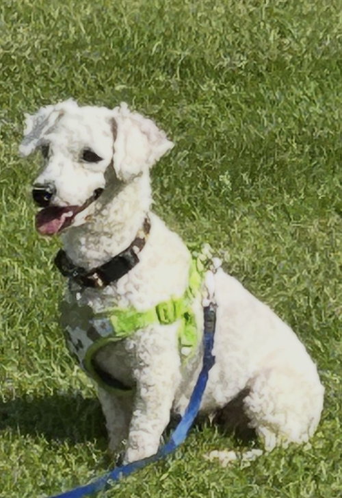 Popcorn 4839, a dog for adoption from LOYAL Rescue