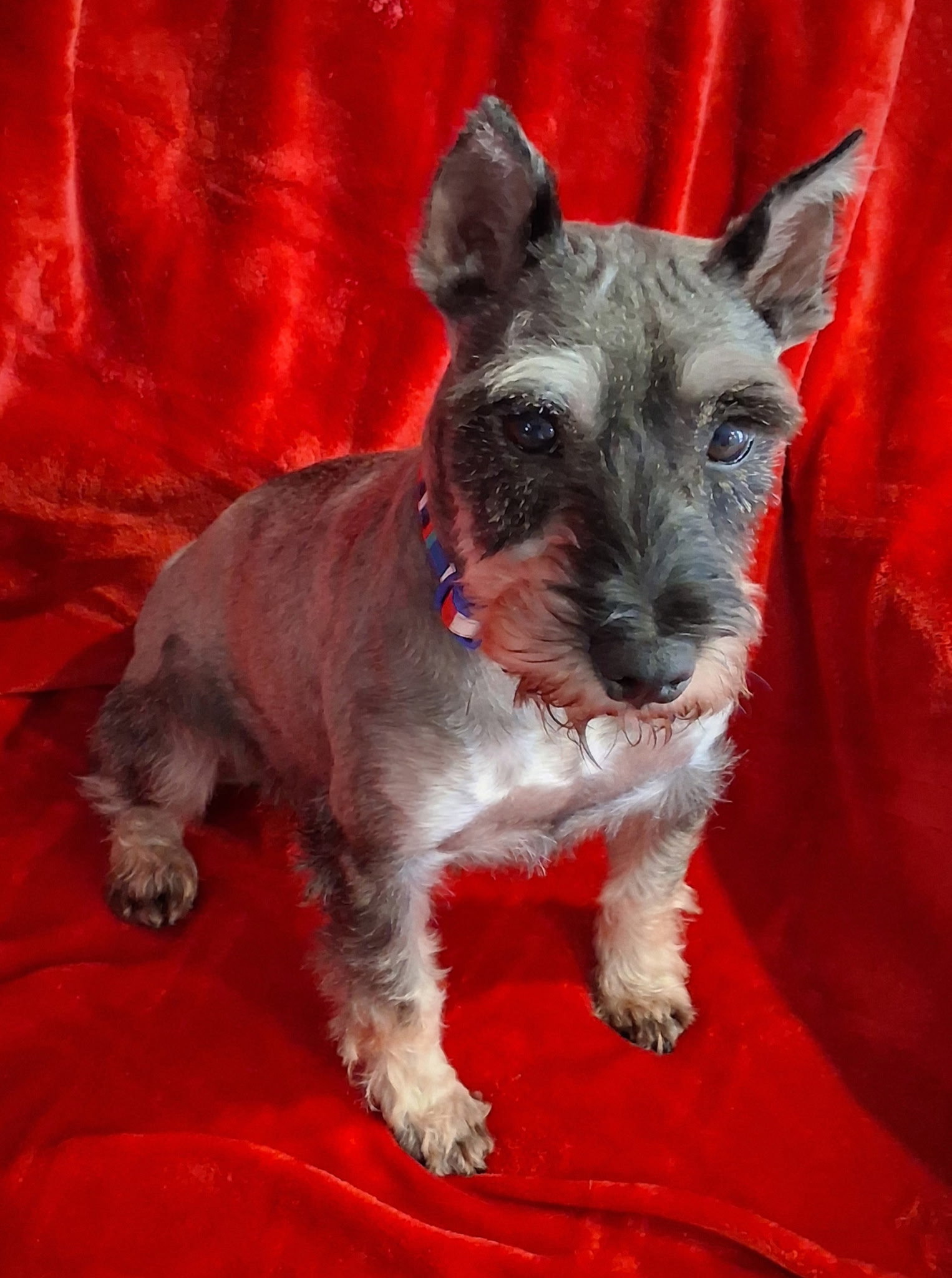 Pepper 4834