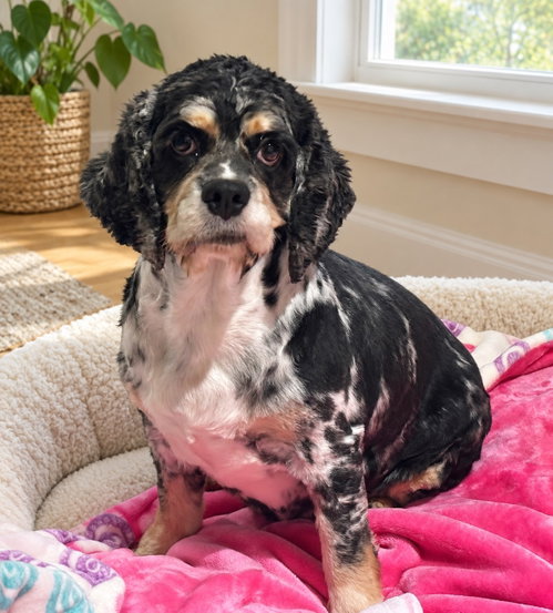 Olive 4895, a dog for adoption from LOYAL Rescue