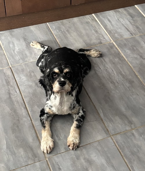 Photo 2 of Olive 4895