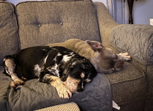 Photo 3 of Olive 4895