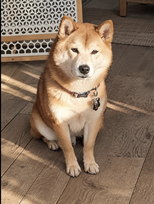 Photo 3 of Kai 4814