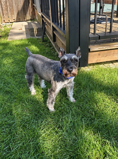 Pepper 4834, a dog for adoption from LOYAL Rescue