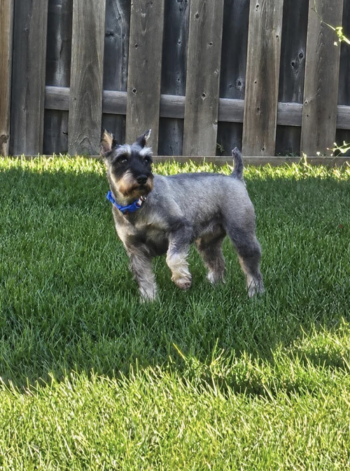 Photo 2 of Pepper 4834