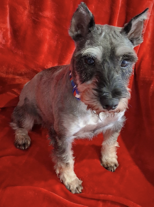Photo 3 of Pepper 4834