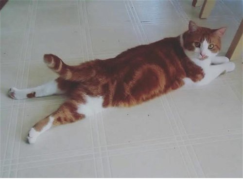 Oscar Cat