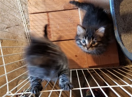 Two male gray tabby kittens