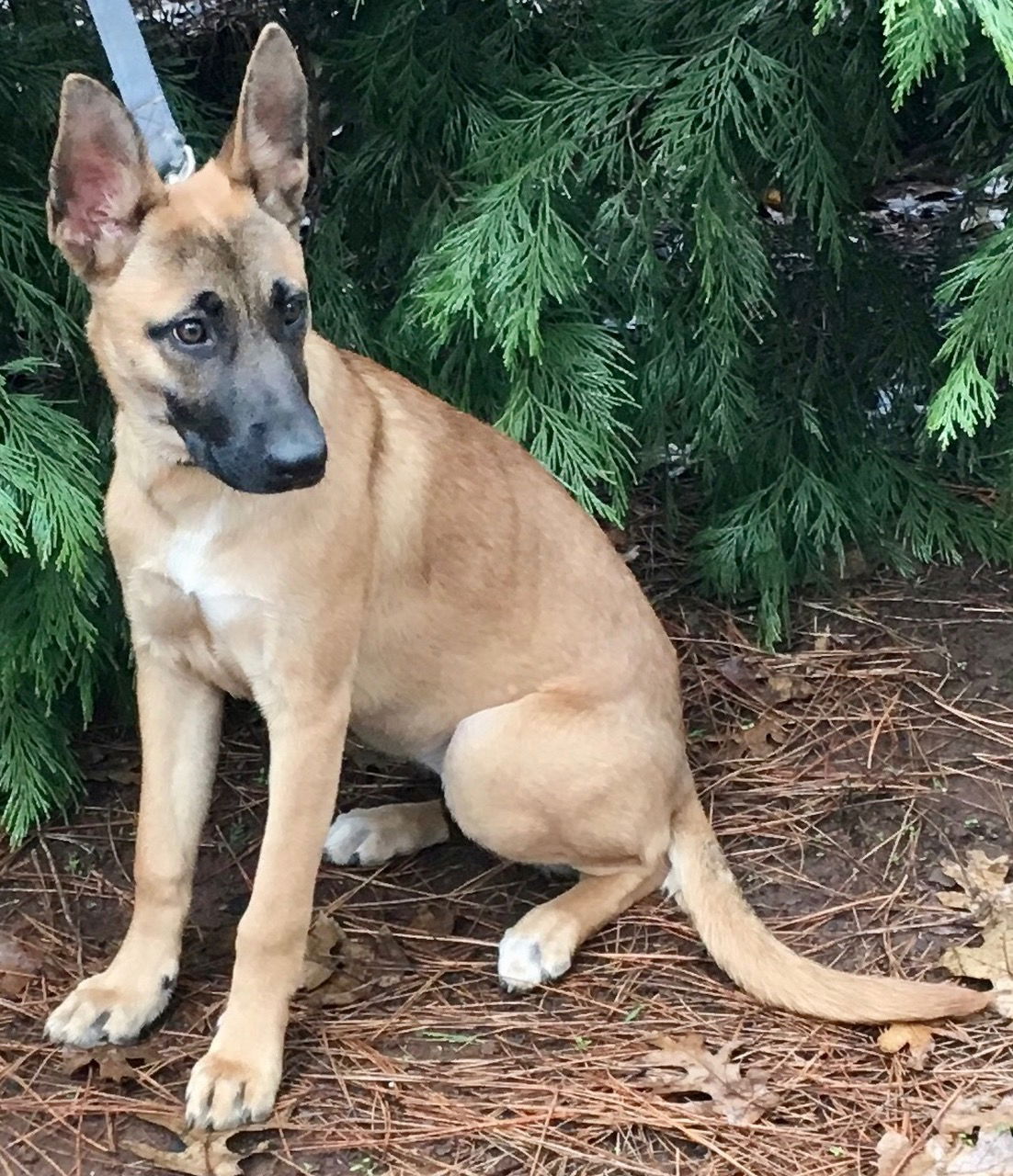 Belgian malinois hot sale webbed feet