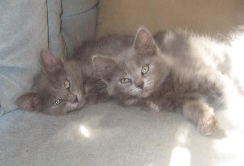Gray female kittens