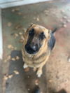 SADIE