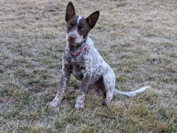 Blue heeler 2024 mcnab mix