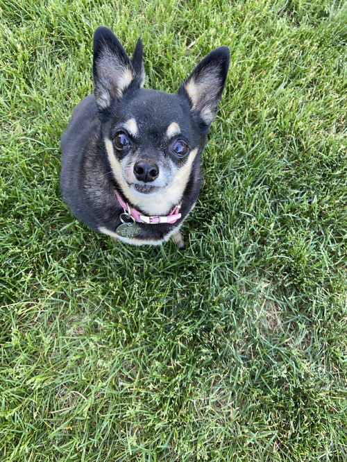 BoBo