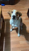Bailey
