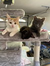 Assorted Kittens